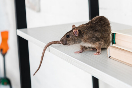 Уничтожение крыс и мышей - фото